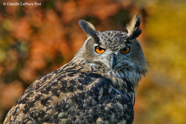 RID Eurasian Owl MG 9776 